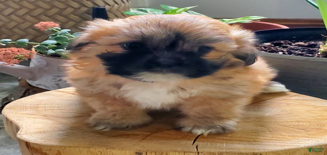 Gallery Image {{count}}