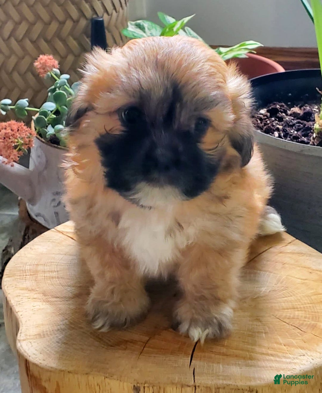 Gallery Image {{count}}