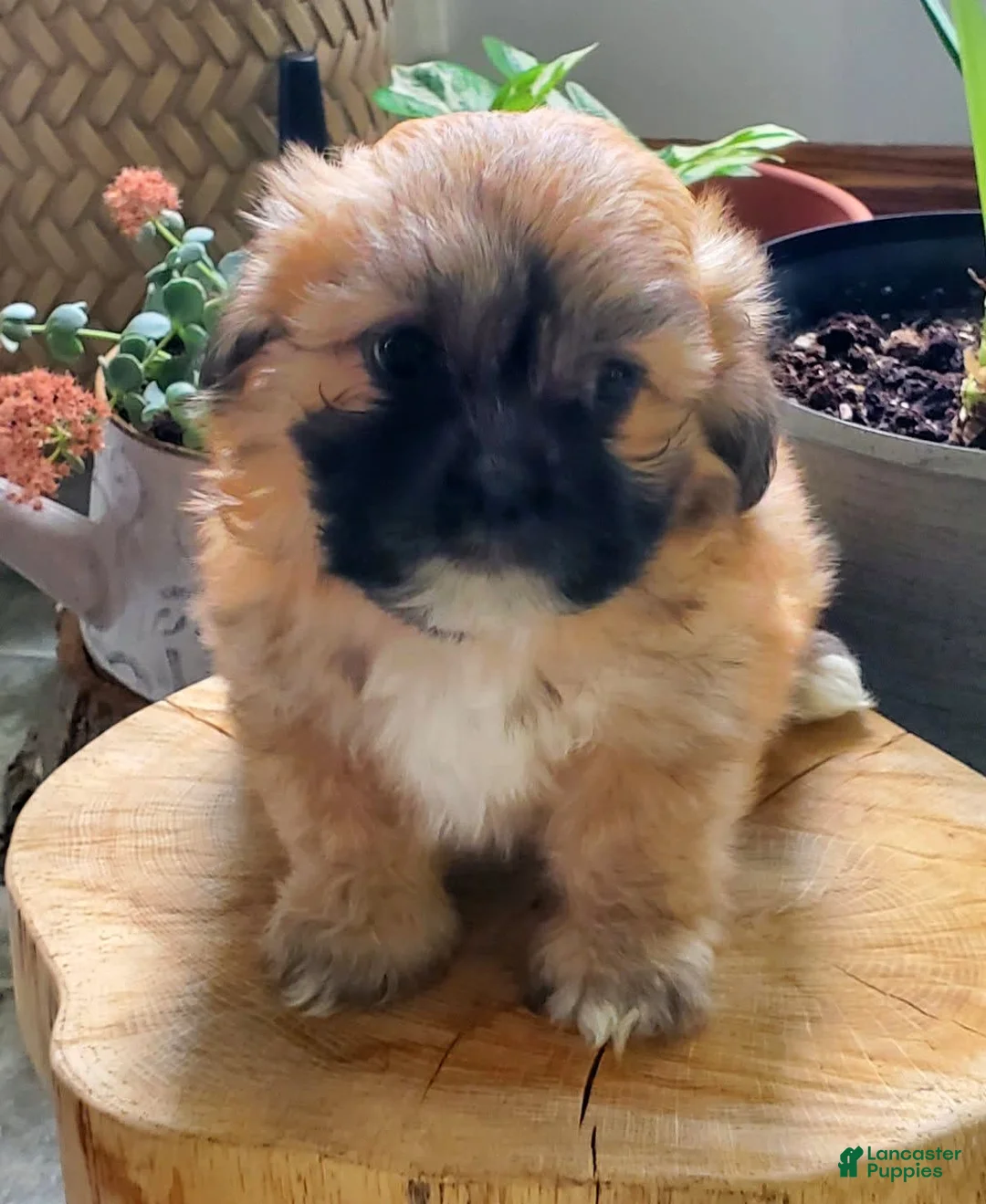 Gallery Image {{count}}