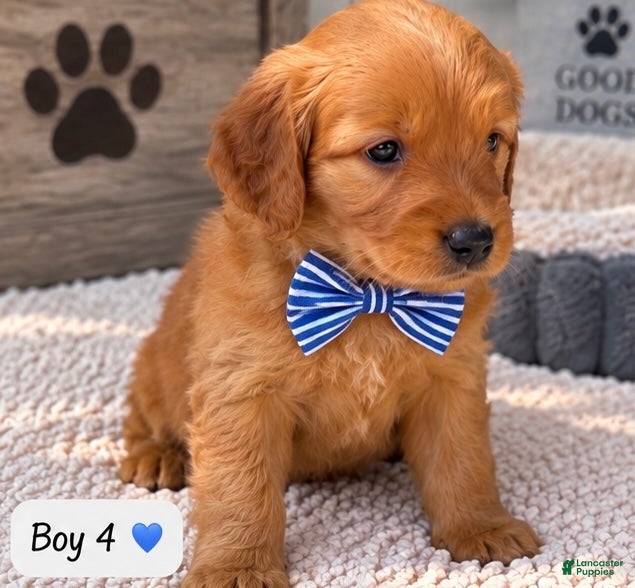 Goldendoodle dogs Roscoe - Ad 15