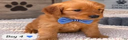 Goldendoodle dogs for sale: Roscoe - Ad 1