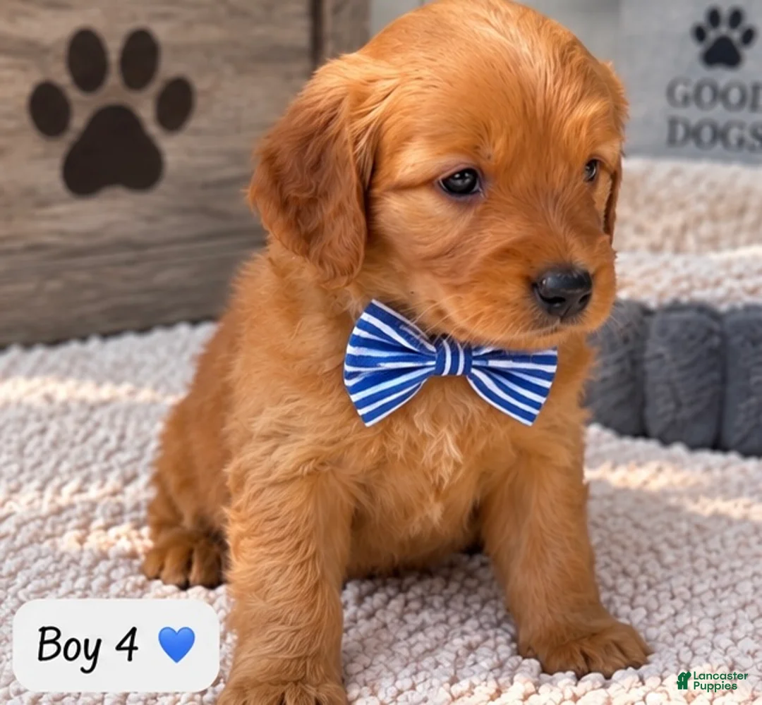 Goldendoodle dogs for sale: Roscoe - Ad 1