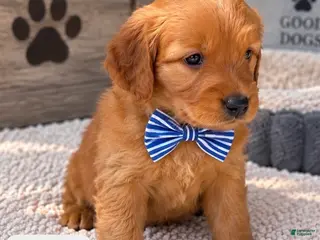 Goldendoodle dogs Roscoe - Ad 15
