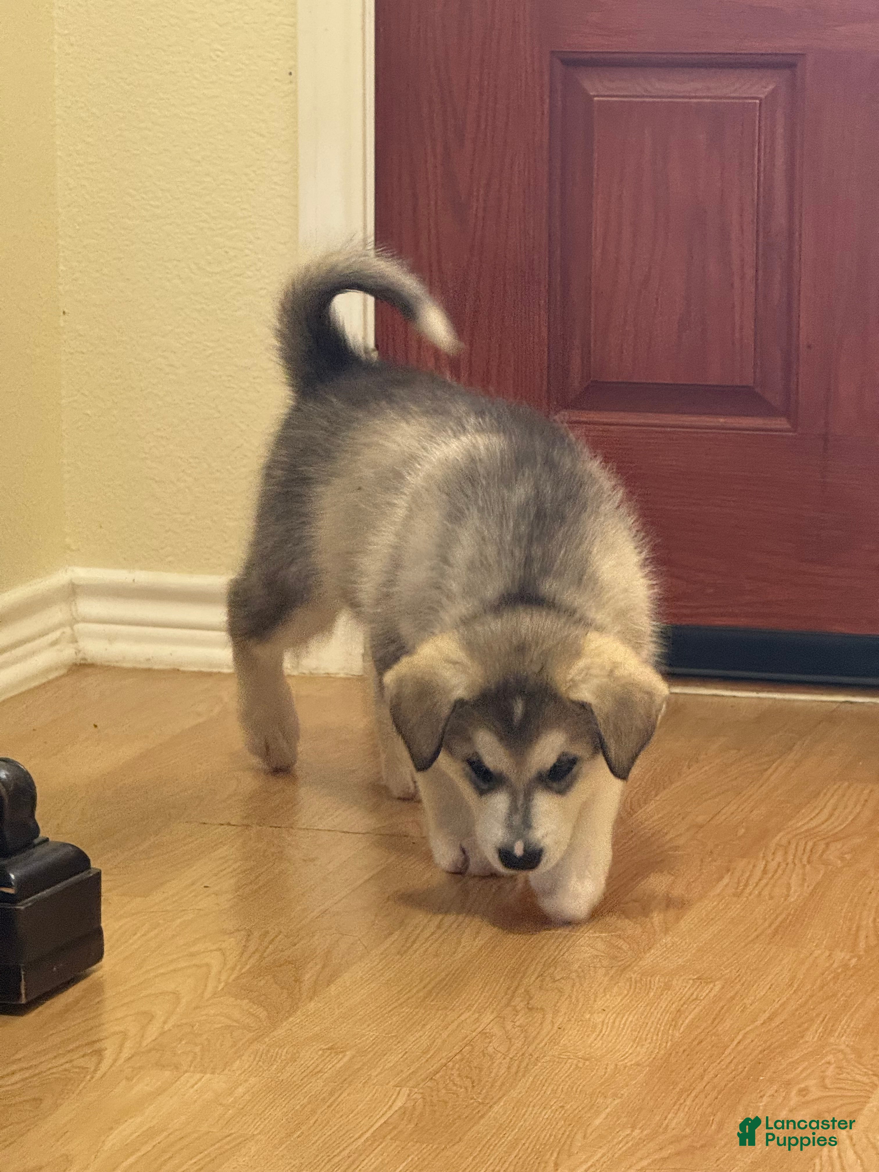 Alaskan Malamute dogs Thor - Ad 1