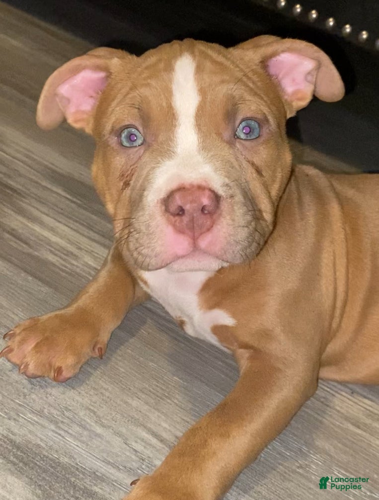 American Bully dogs MIRA - Ad 11