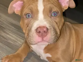 American Bully dogs MIRA - Ad 11