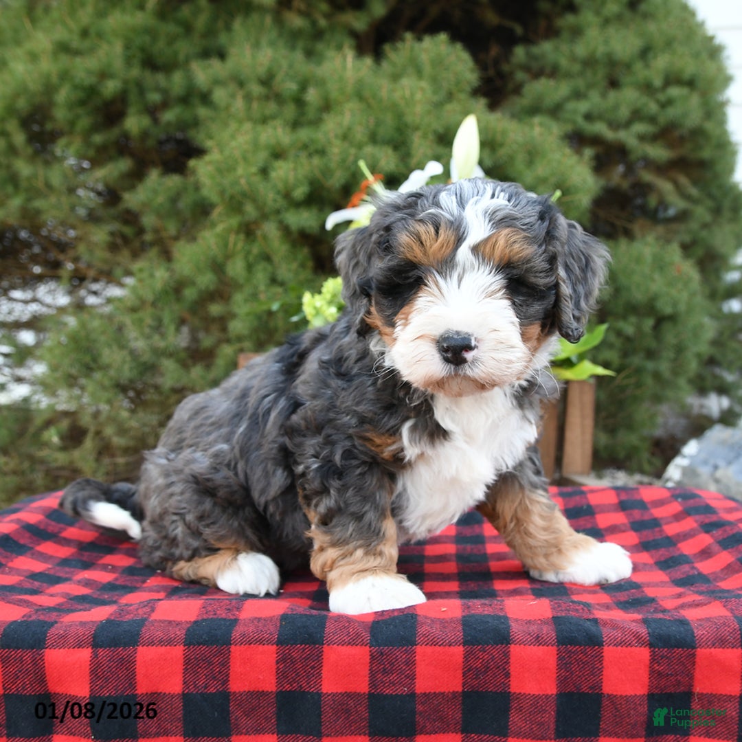 Mini Bernedoodle dogs for sale: Samson - Ad 3