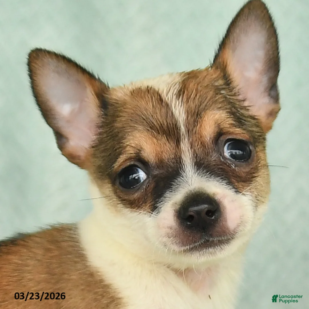 Chihuahua dogs for sale: Frank  - Ad 5
