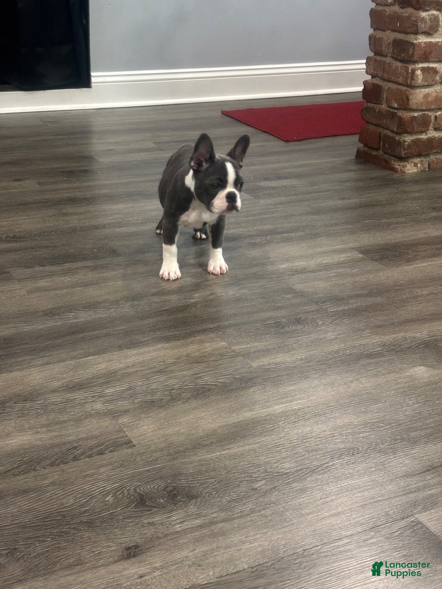 French Bulldog dogs French Bulldog Puppy 1 - Ad 19