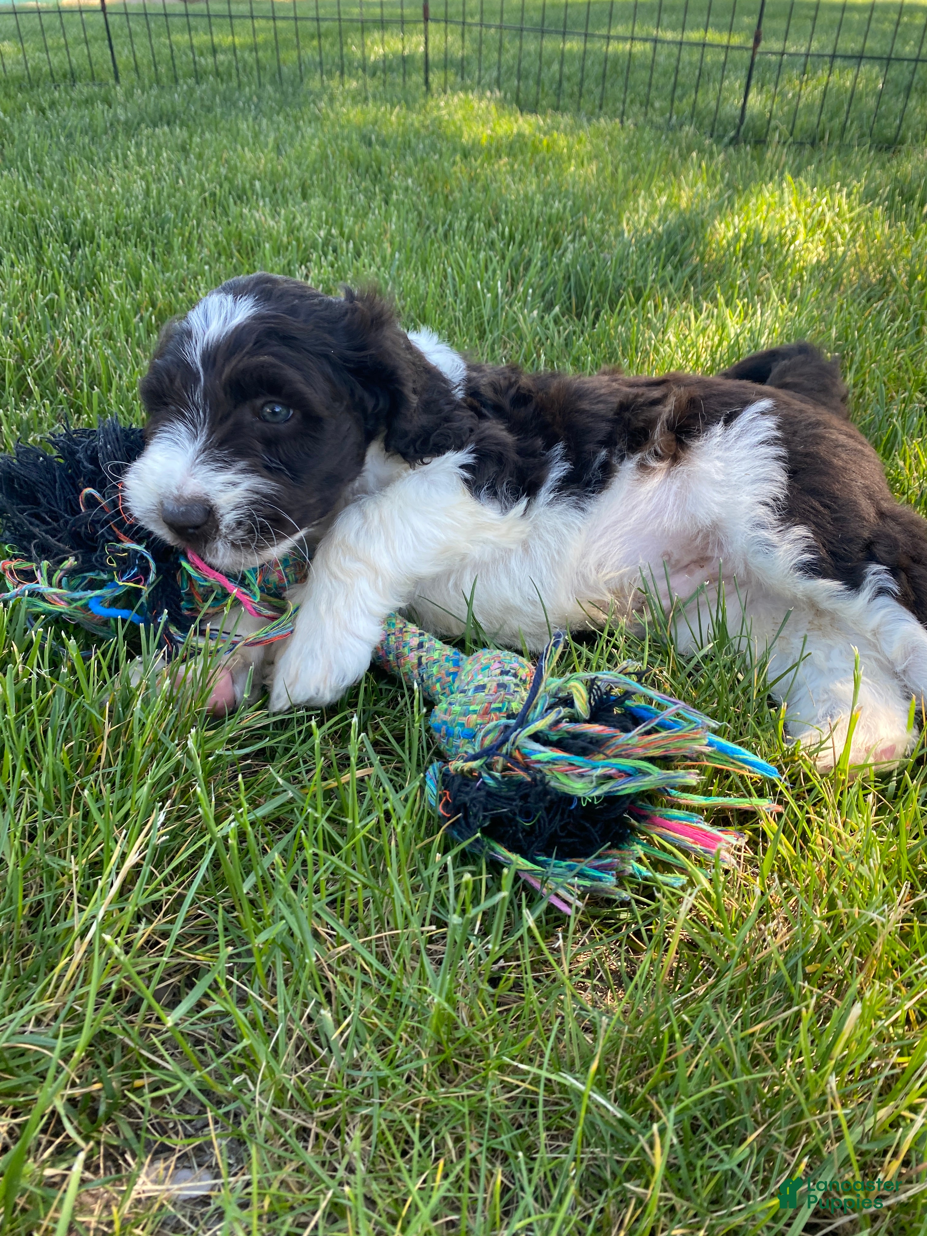 Labradoodle dogs F1bb Scout - Ad 2