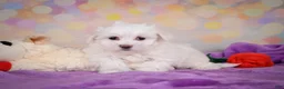Maltese dogs for sale: Daisey - Ad 5