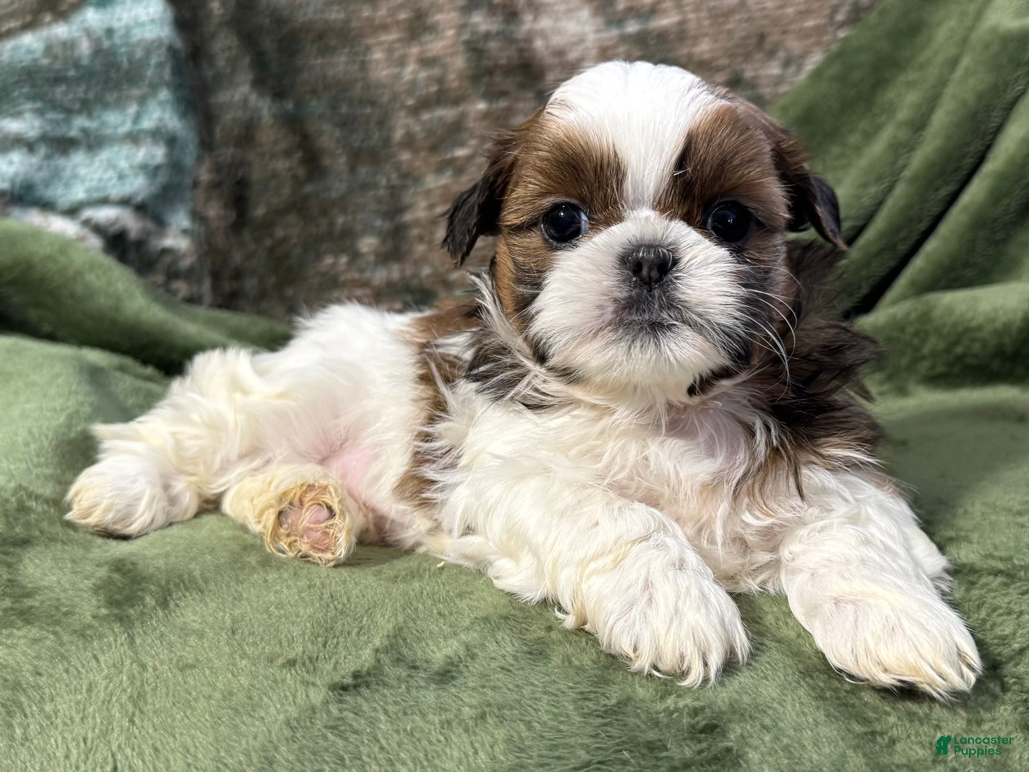 Shih Tzu dogs Delilah - Ad 37