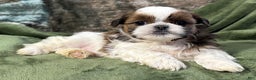 Shih Tzu dogs for sale: Delilah - Ad 1