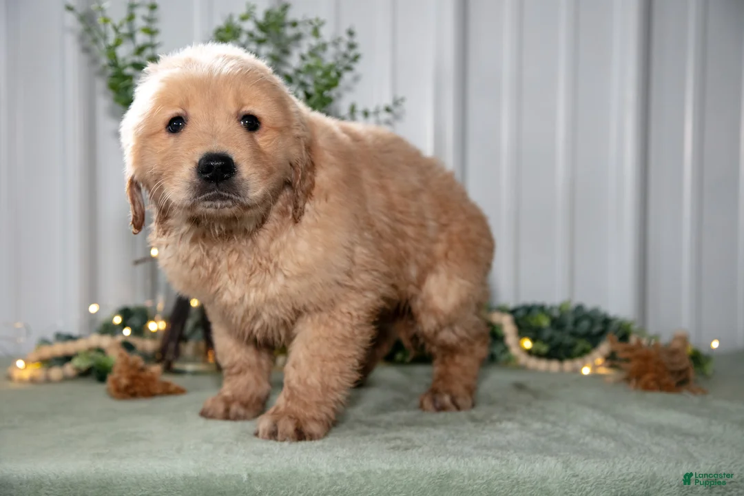 Golden Retriever dogs for sale: Hattie - Ad 3