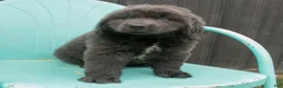 Newfoundland dogs for sale: Alex - Ad 3