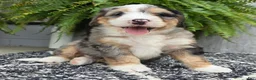 Mini Bernedoodle dogs for sale: Mini Zues - Ad 17