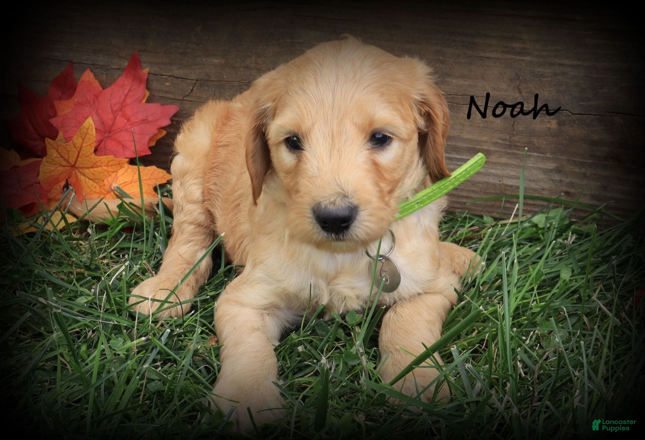 Goldendoodle dogs Noah - Ad 1