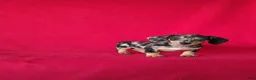 Miniature Dachshund dogs for sale: Tammie - Ad 3