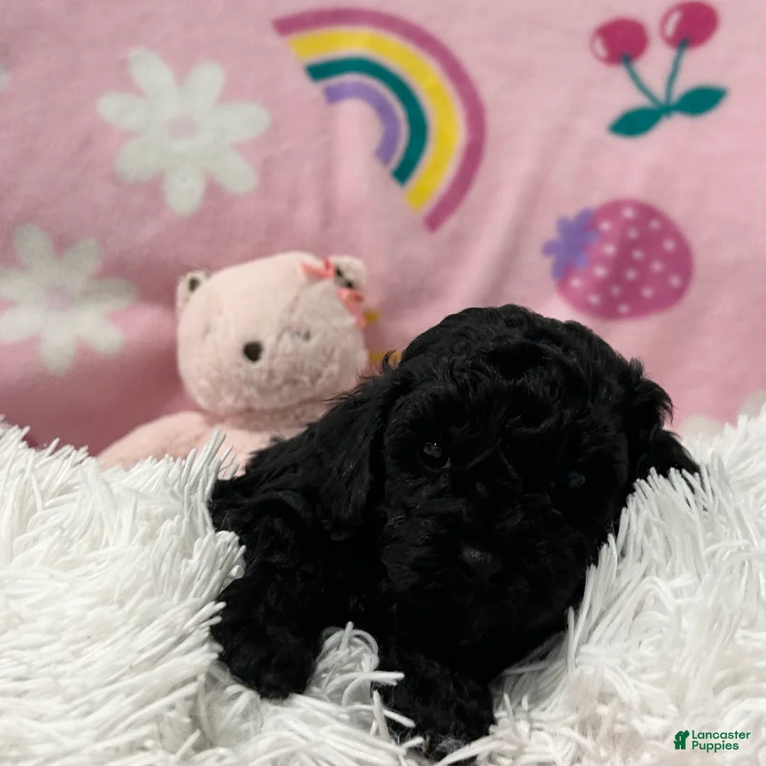 Cavapoo dogs for sale: Stella - Ad 2