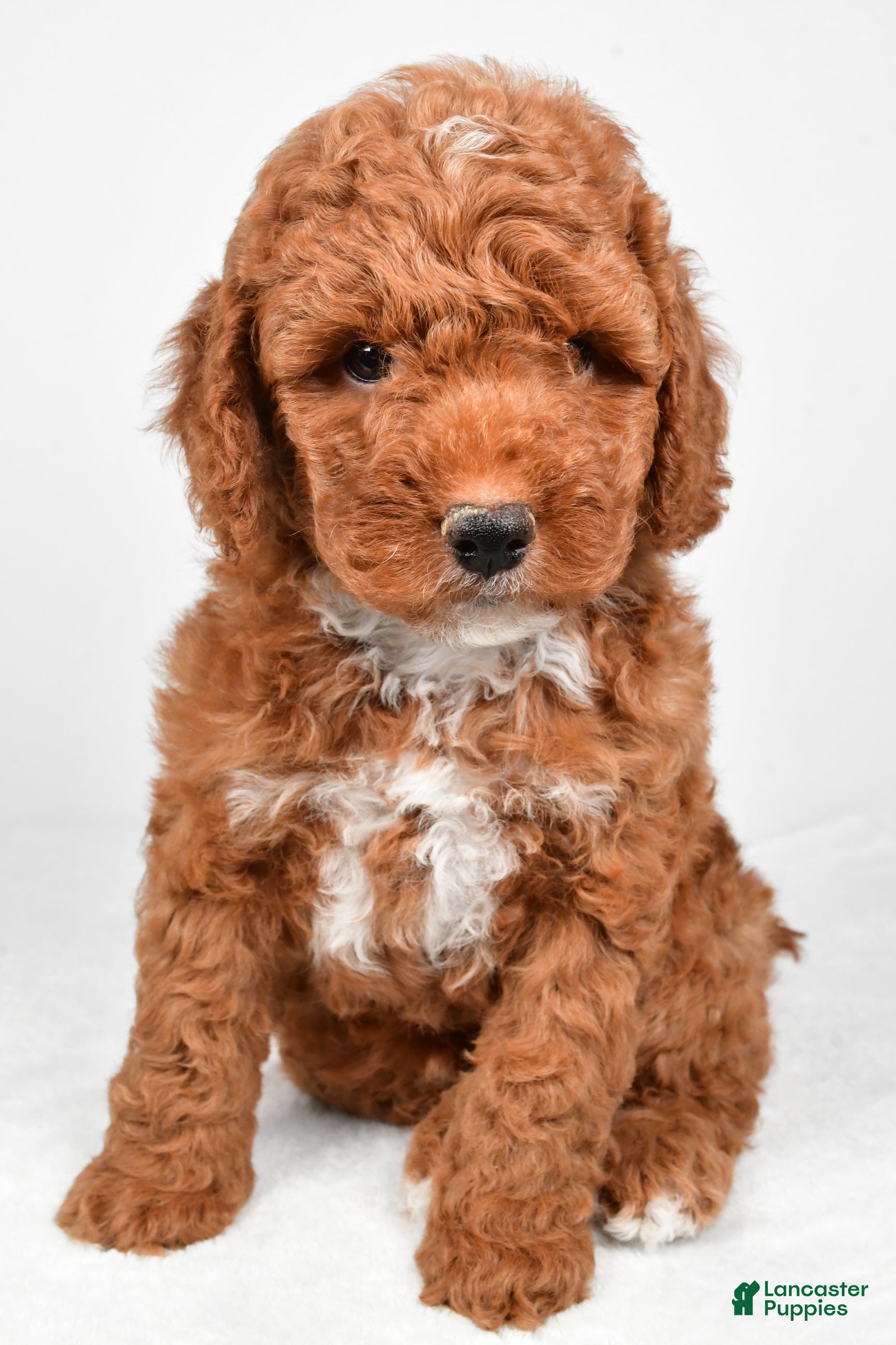Miniature Poodle dogs Ranger - Ad 1
