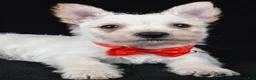 Cairn Terrier dogs for sale: Asher - Ad 5