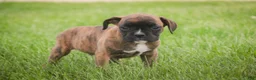 Boxer dogs for sale: Theo - Ad 5