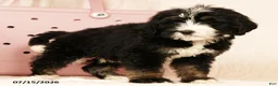 Bernedoodle dogs for sale: Ted - Ad 4