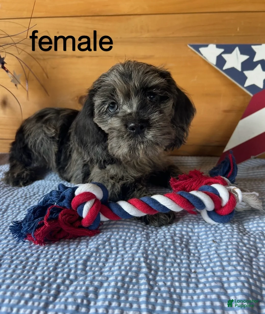 Cockapoo dogs for sale: Cockapoo 5 - Ad 1