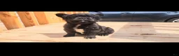 French Bulldog dogs for sale: Gizmo - Ad 3