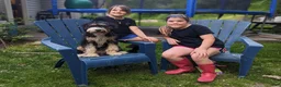 Mini Bernedoodle dogs for sale: Percy - Ad 3