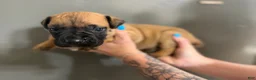 Cane Corso dogs for sale: ATHENA - Ad 3