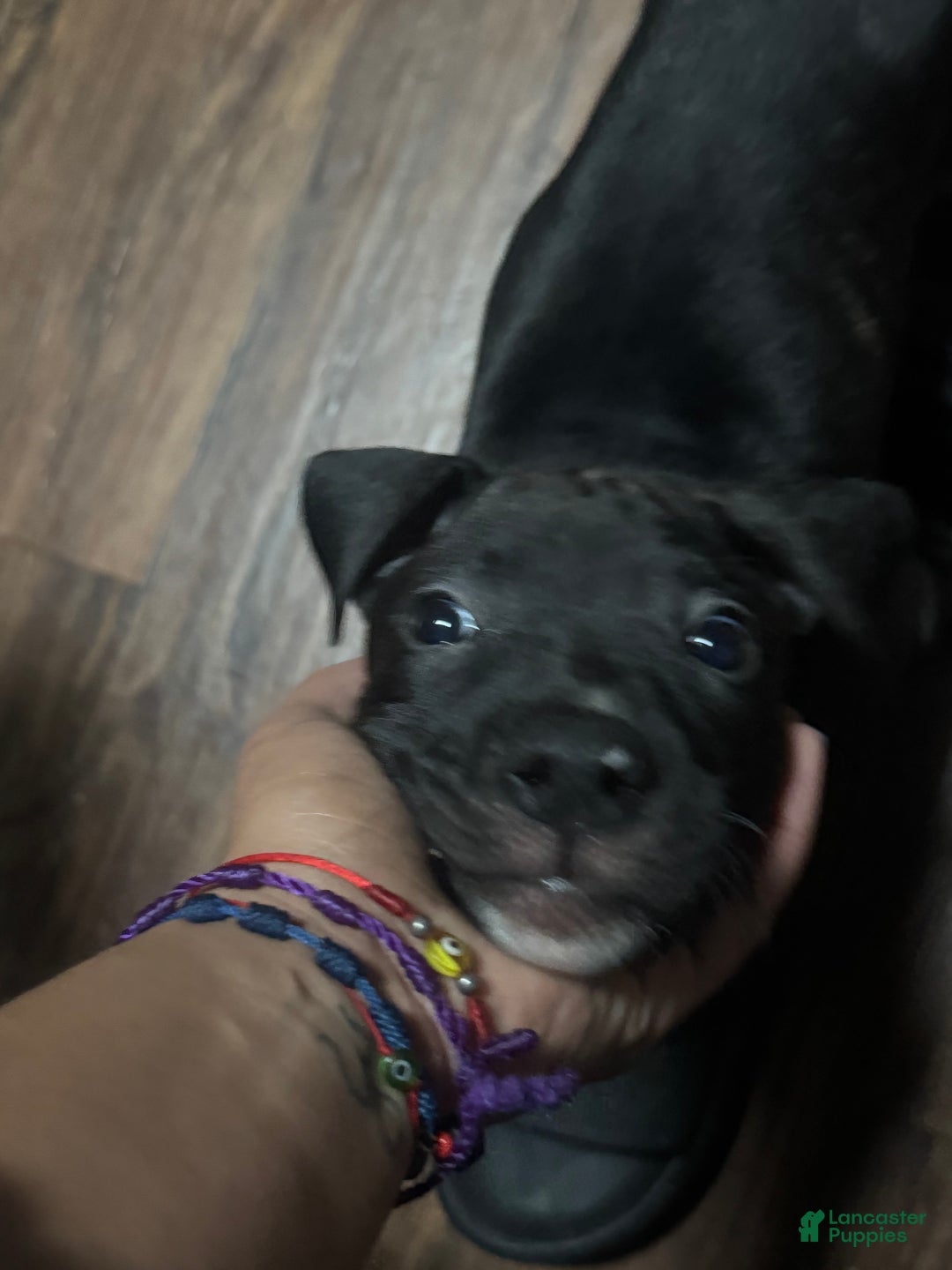 Mixed Breed dogs for sale: Mixed Breed Puppy 1 - Ad 5