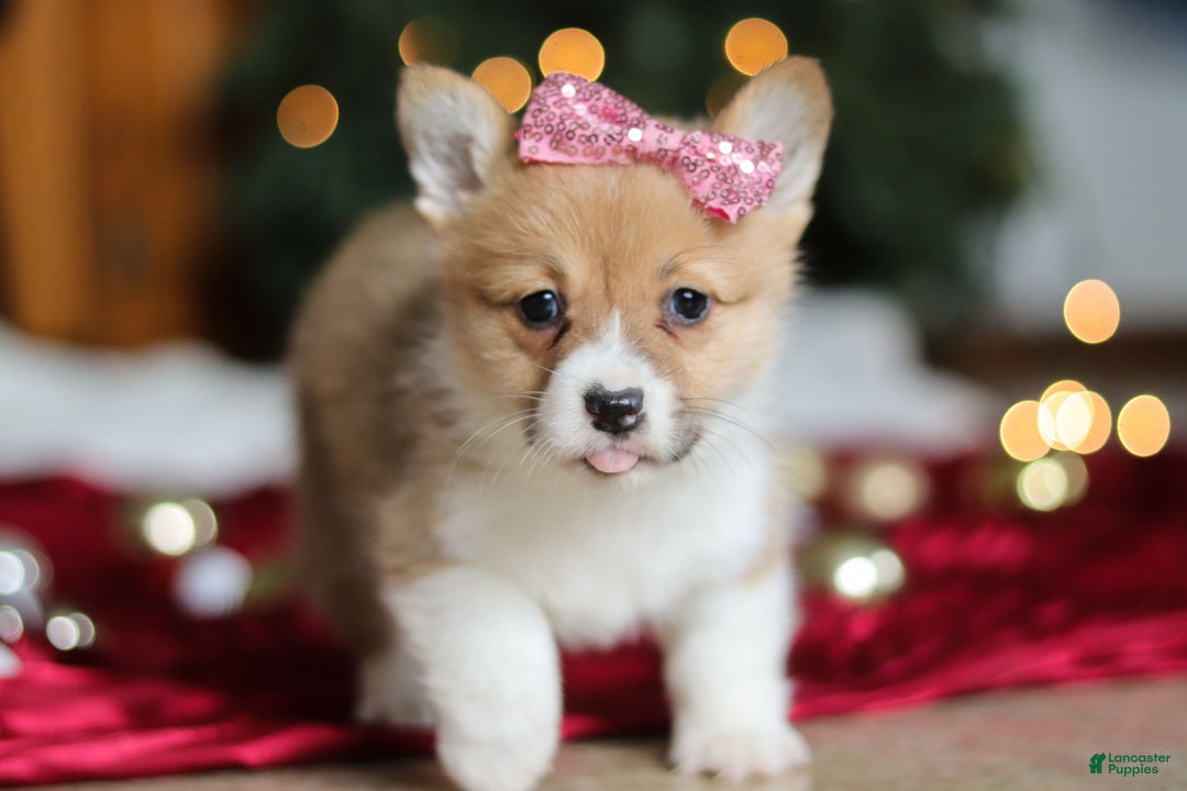 Welsh Corgi Pembroke dogs for sale: Twinkle - Ad 10