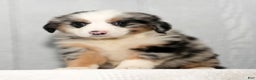 Miniature Australian Shepherd dogs for sale: Daisy - Ad 2