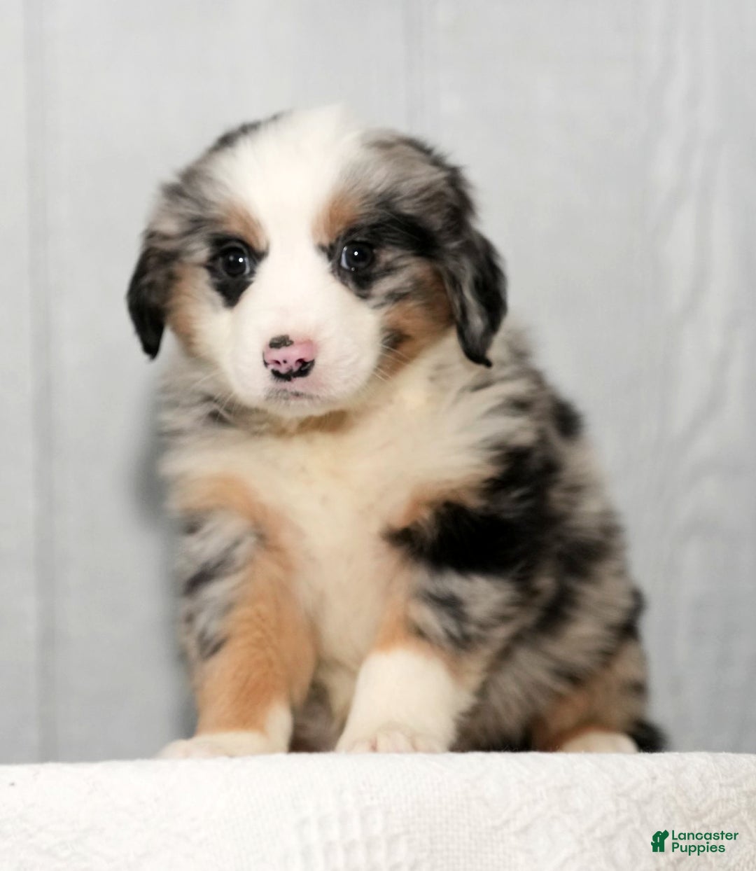 Miniature Australian Shepherd dogs for sale: Daisy - Ad 2