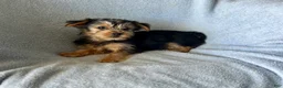 Yorkshire Terrier dogs for sale: Cody-Boy - Ad 6