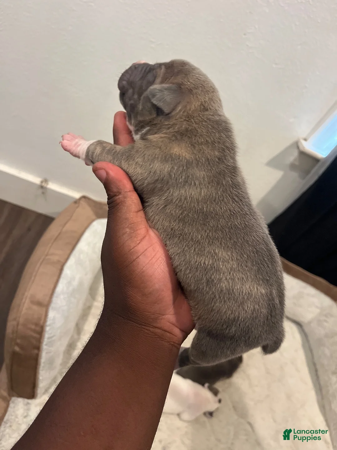 American Bully dogs for sale: Peanut - Ad 2
