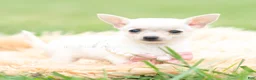 Chihuahua dogs for sale: Teacup Diamond - Ad 4