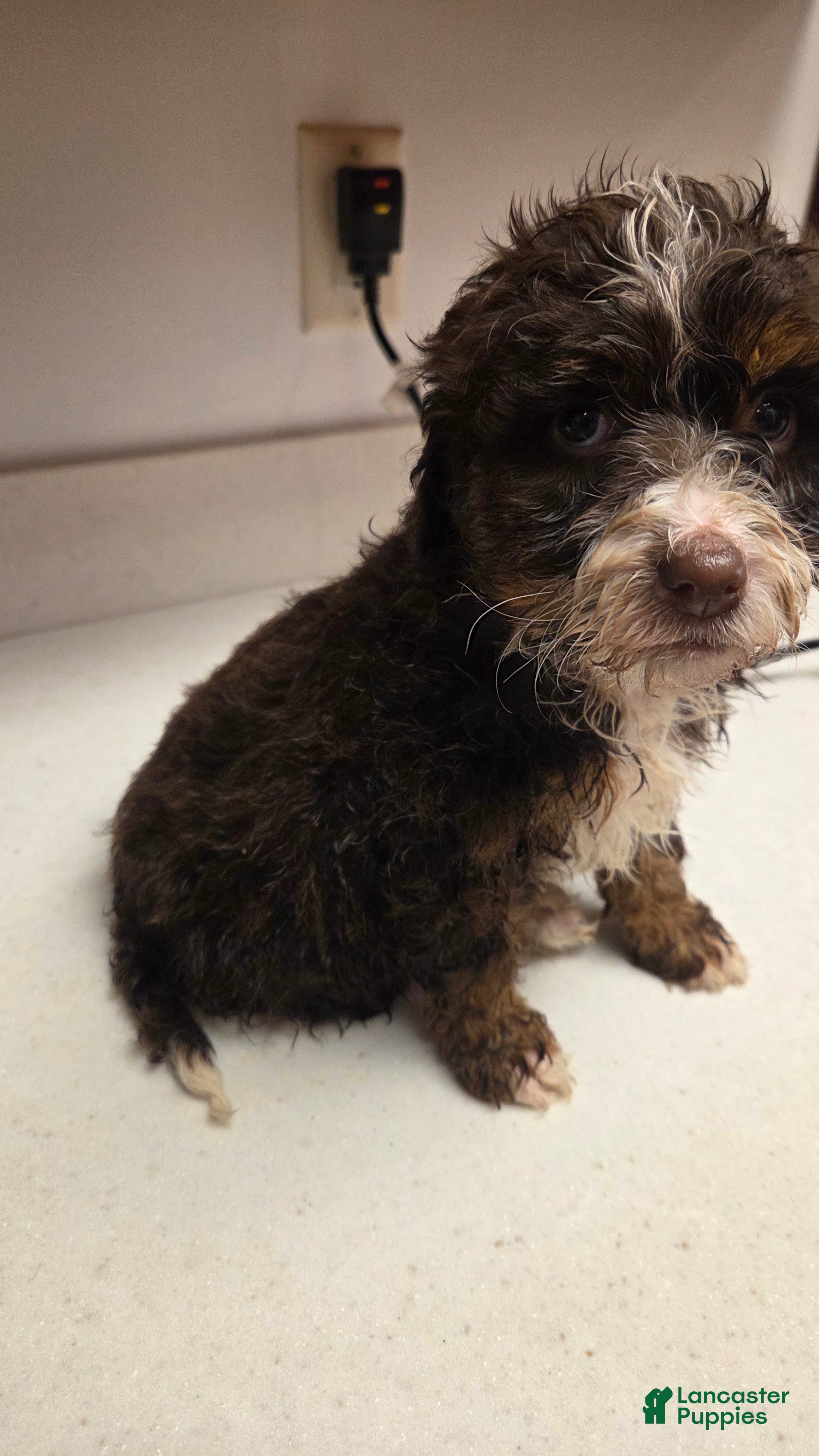 Bernedoodle dogs Brownie - Ad 2