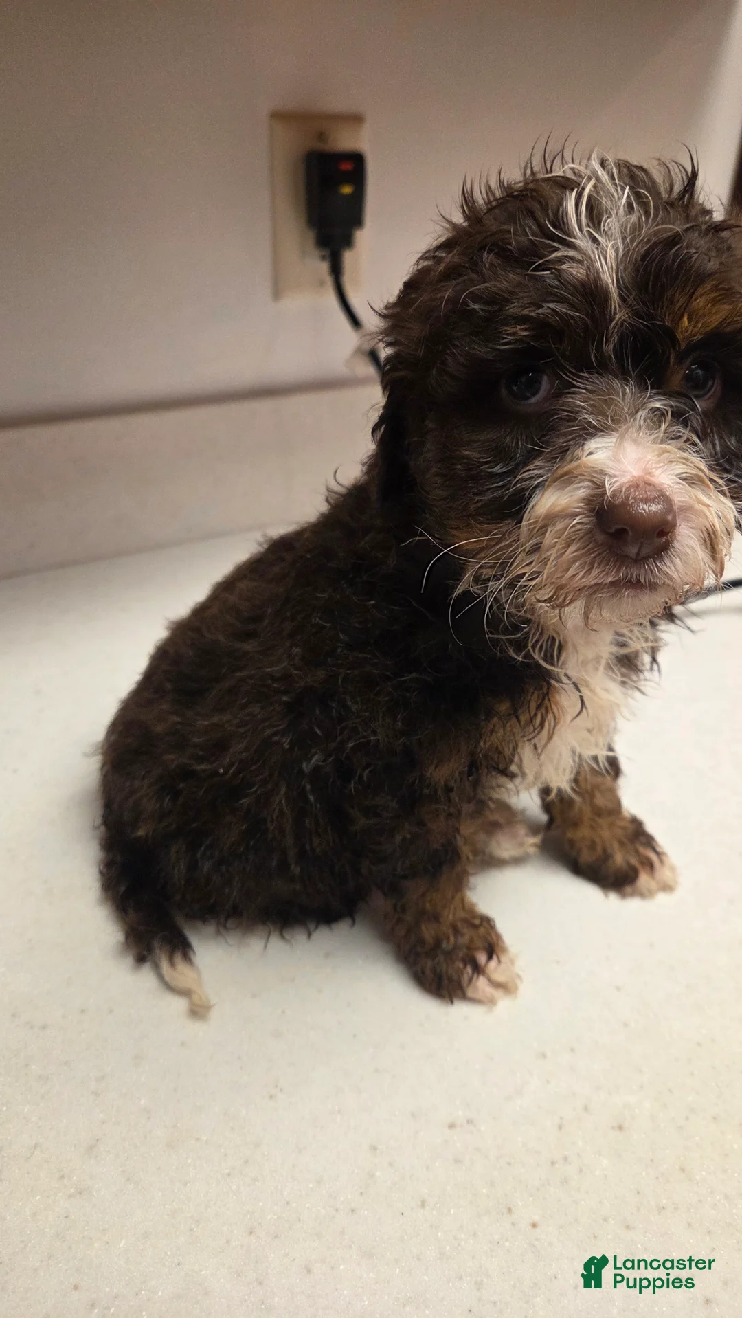 Bernedoodle dogs for sale: Bernedoodle Puppy 5 - Ad 2