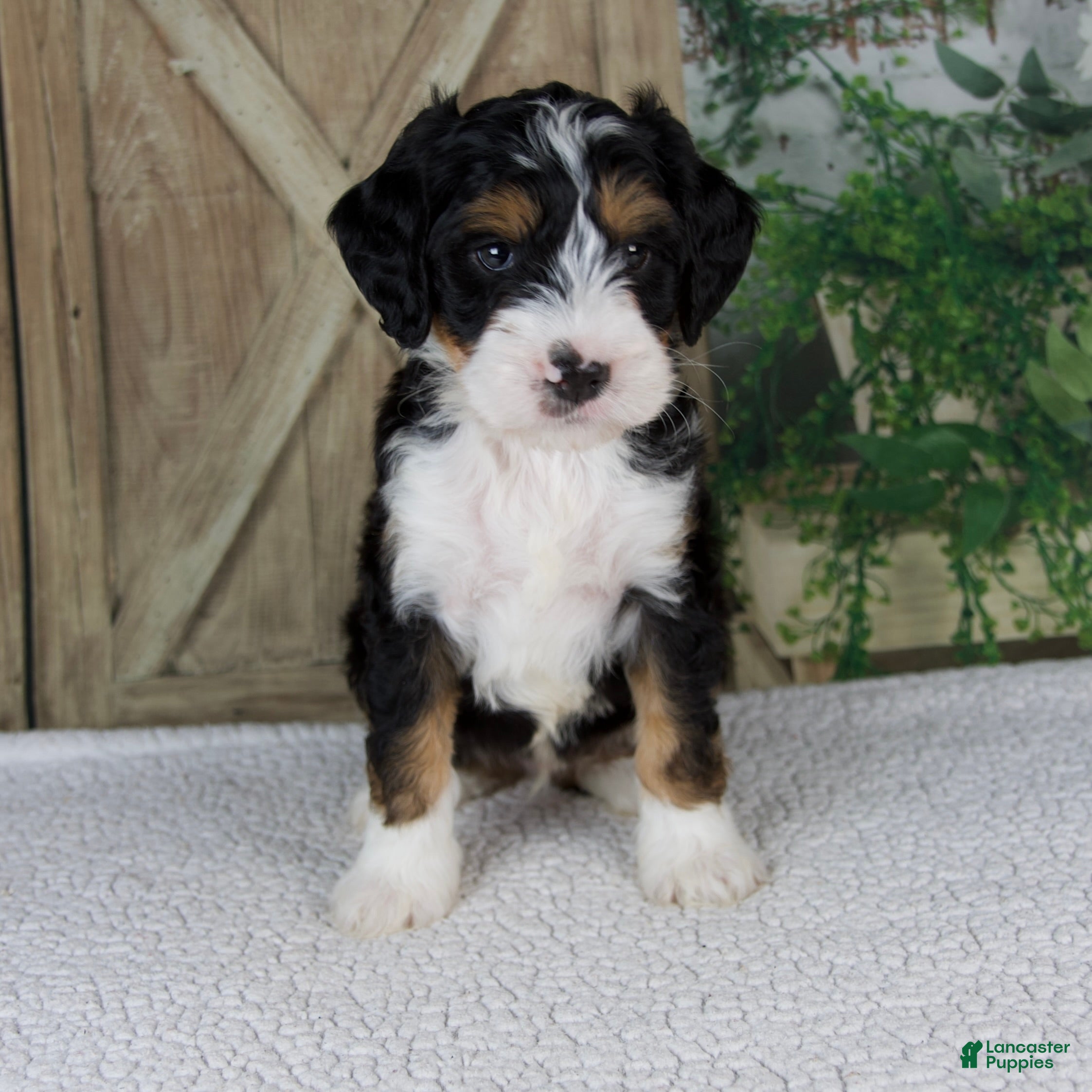 Mini Bernedoodle dogs Travis - Ad 1