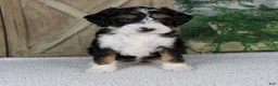 Mini Bernedoodle dogs for sale: Travis - Ad 1