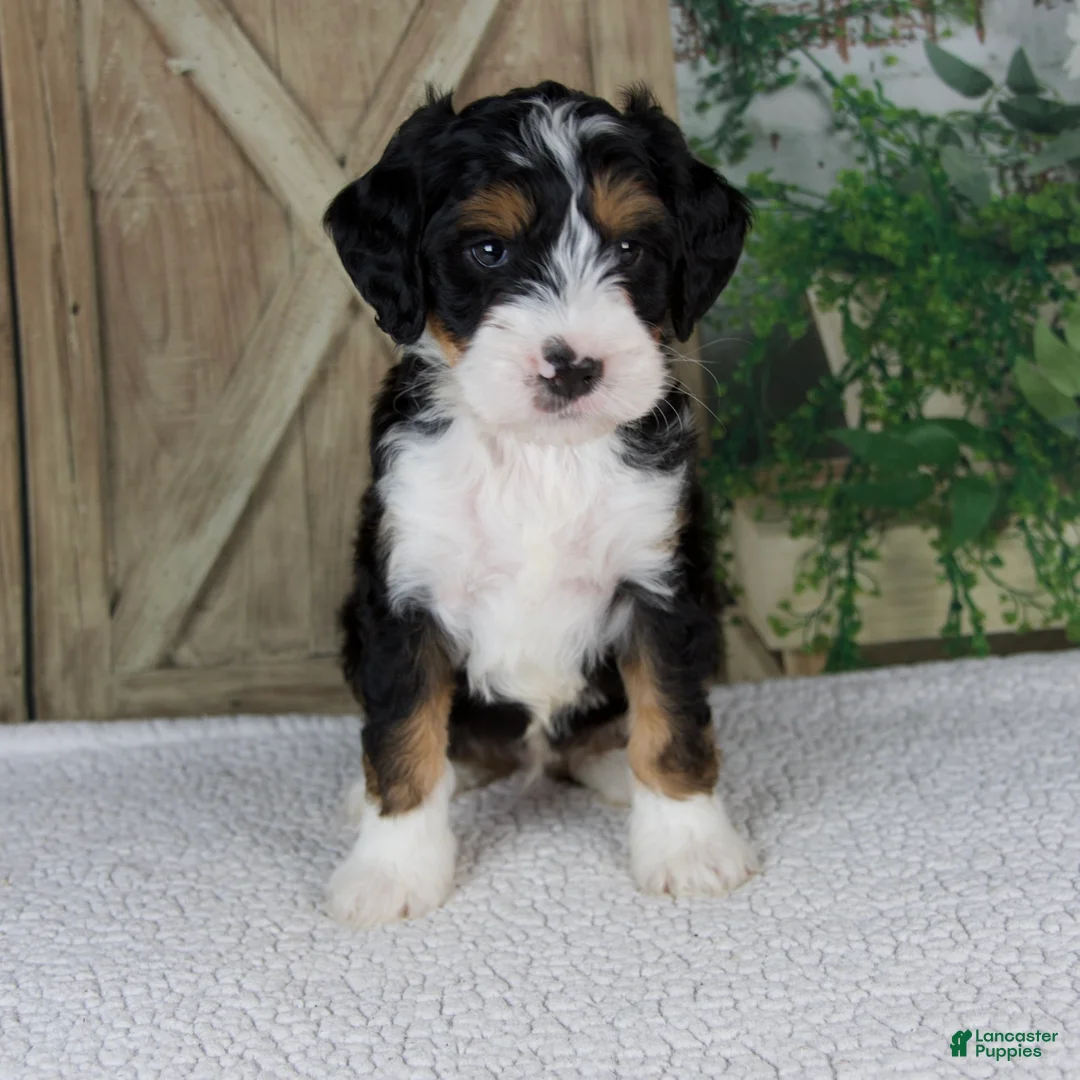 Mini Bernedoodle dogs for sale: Travis - Ad 1