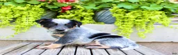 Australian Cattle Dog dogs for sale: Snickers  - Ad 8