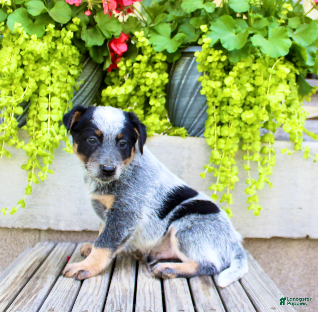 Australian Cattle Dog dogs for sale: Snickers  - Ad 8