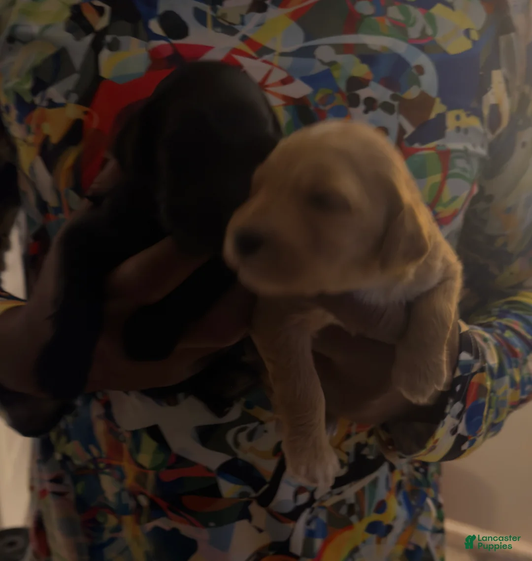 Bernedoodle dogs for sale: Bernedoodle Puppy 6 - Ad 1