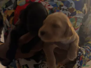 Bernedoodle dogs Bernedoodle Puppy 6 - Ad 4