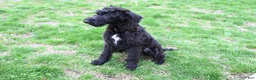 Mixed Breed dogs for sale: Geyser - Ad 3