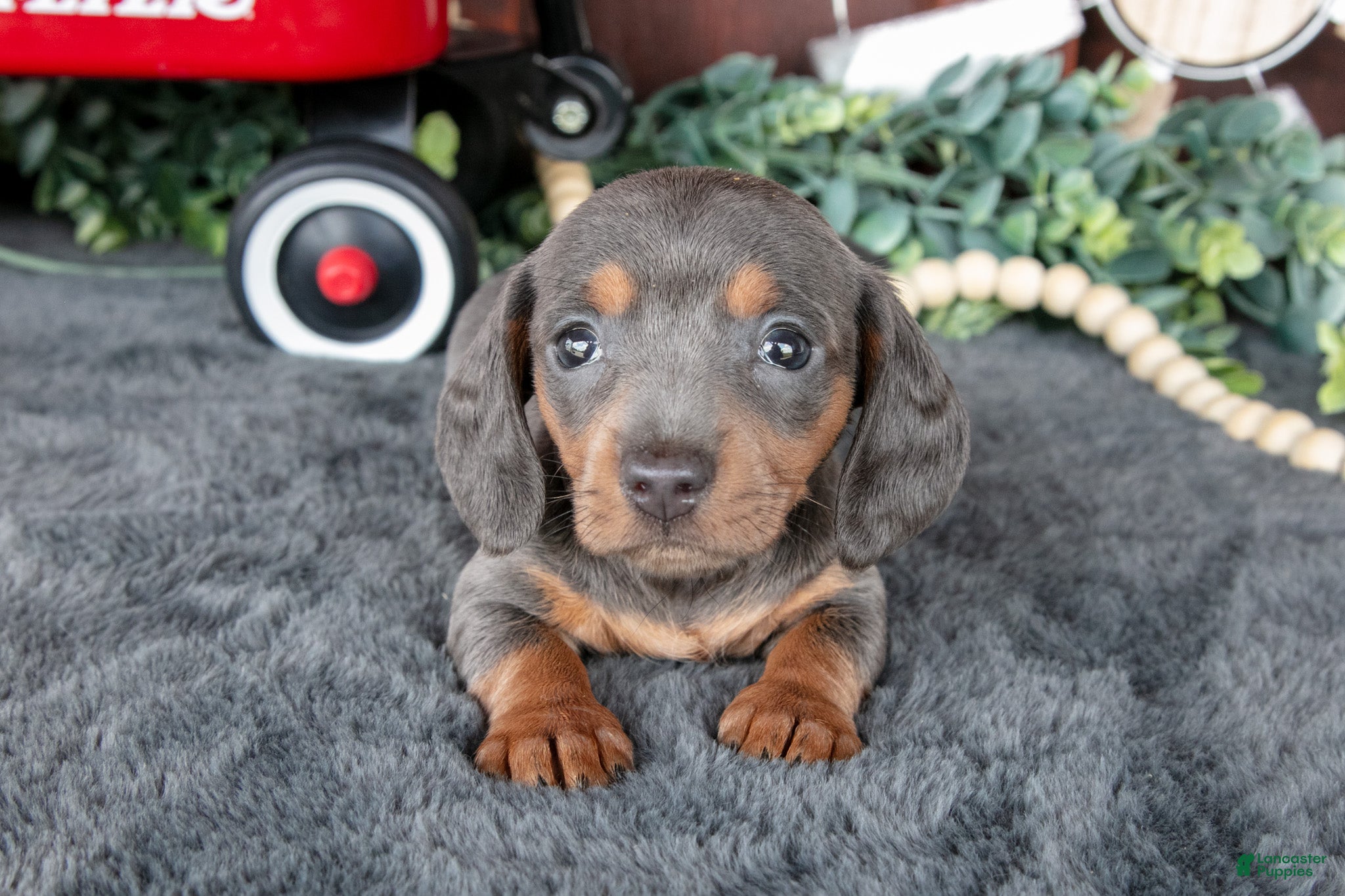 Miniature Dachshund dogs Bonnie - Ad 2
