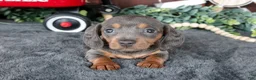 Miniature Dachshund dogs for sale: Bonnie - Ad 2